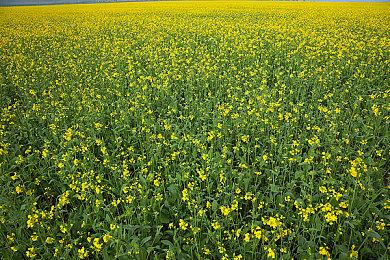 大阪世博会宣布与知名动漫游戏联动《七龙珠》在列 